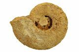 Jurassic Ammonite (Hildoceras?) Fossil - Morocco #289677-1
